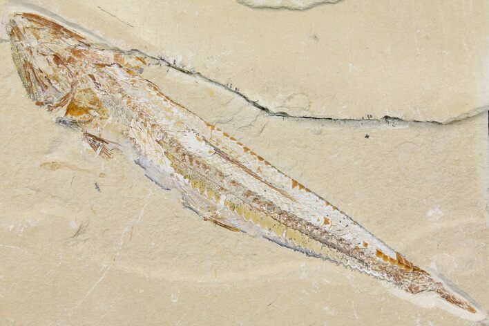 Cretaceous Viper Fish (Prionolepis) - Lebanon #163544